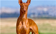 法老王猎犬咬人怎么办？一定要这样训练它