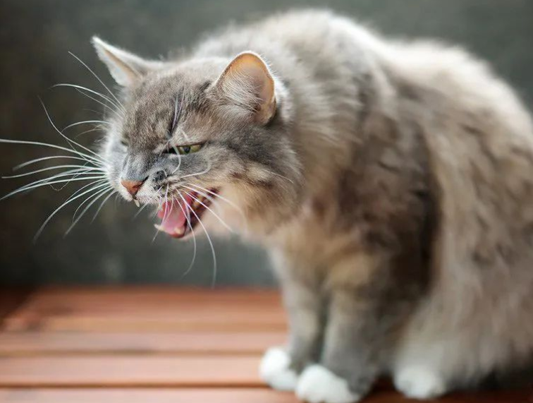 猫咪身体热咳嗽是为什么引起的