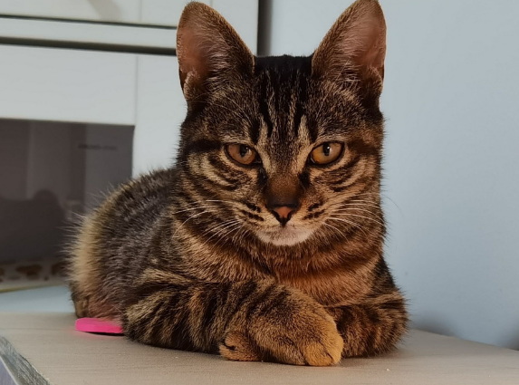 狸花猫吃什么长胖？怎么才能让它长肉肉？