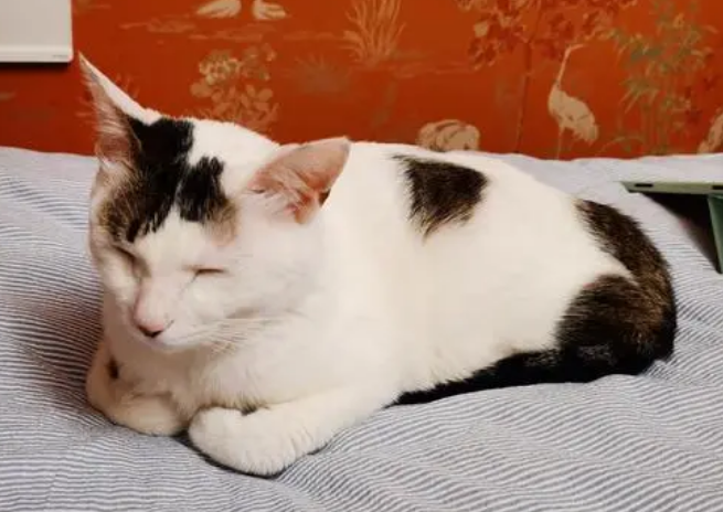 养土猫后有多后悔