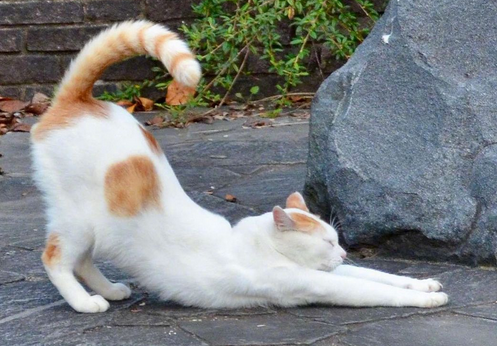 为什么猫猫喜欢拍屁