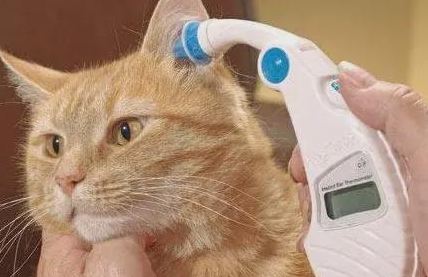 猫发烧会是什么病情 猫发烧会是什么病情