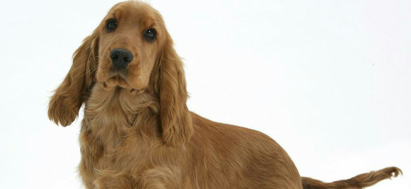 英国可卡犬乱咬东西怎么办?我教你几招 英国可卡犬乱咬东西怎么办?我教你几招