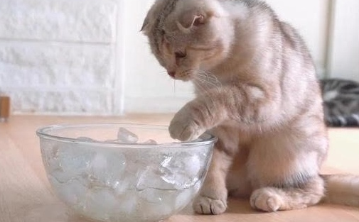 猫咪为什么爱吃冰块怎么回事