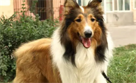 苏格兰牧羊犬怎么分辨品相？来看看吧