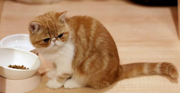 猫咪为什么不喜欢和女生呢 猫咪为什么不喜欢和女生呢