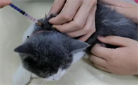 家猫不出门需要打狂犬疫苗