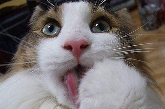 猫咪狂吠是因为什么引起的