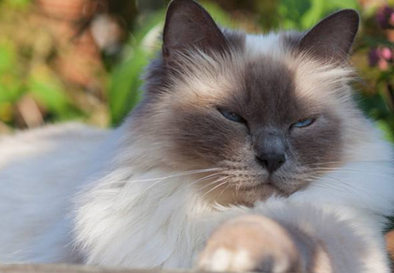 伯曼猫性格如何?各位清楚吗? 伯曼猫性格如何?各位清楚吗?