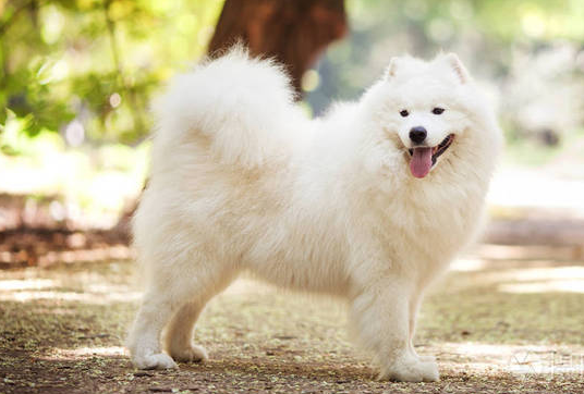 一文告诉你，萨摩耶犬什么时候打虫？