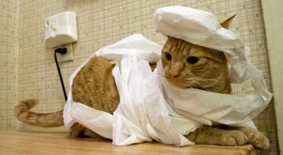 猫咪为什么变成木乃伊了 猫咪为什么变成木乃伊了