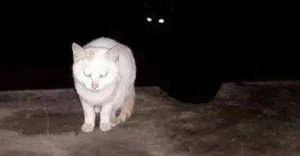 半夜猫叫是不是有鬼