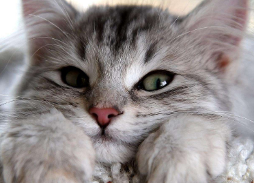猫咪在我早上起床见到我就喵喵叫