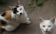 土猫为啥不建议打疫苗