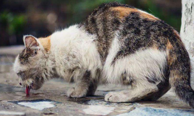 把猫丢掉会不会运气不好 把猫丢掉会不会运气不好