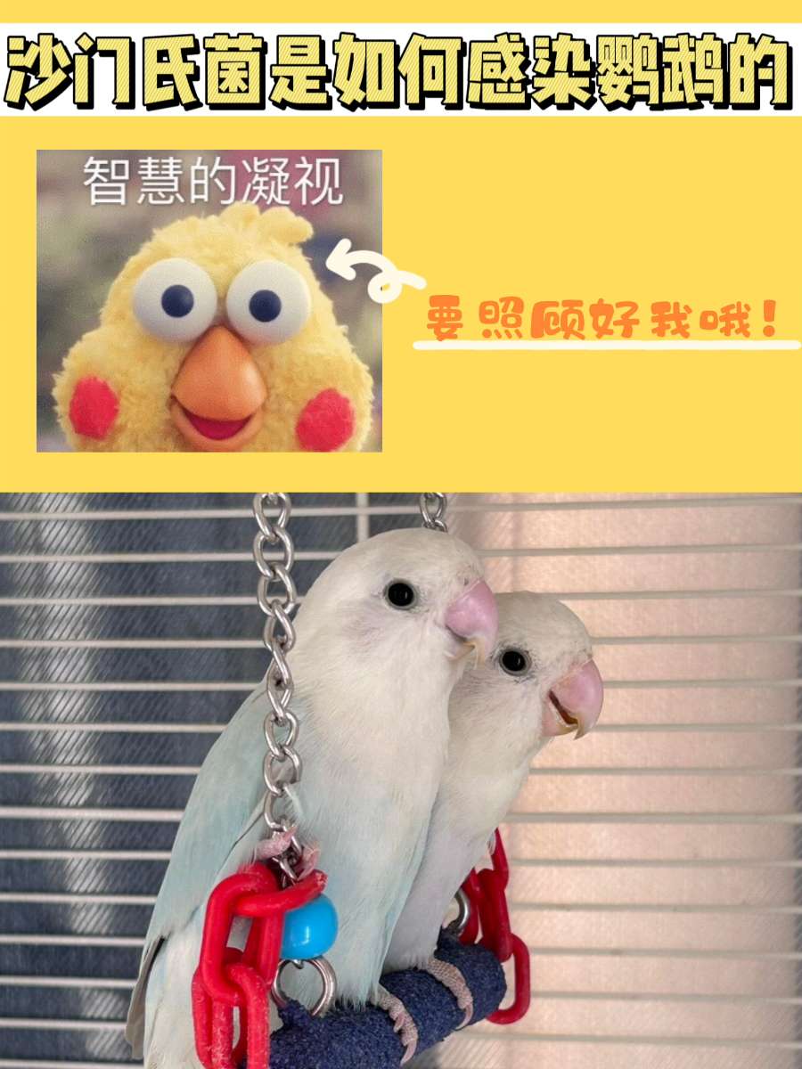 鹦鹉小课堂丨沙门氏菌是如何感染鹦鹉的？