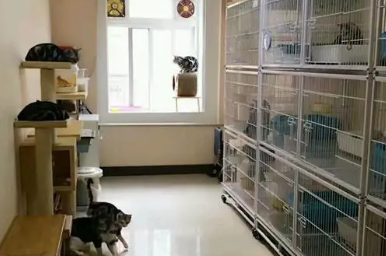 网上靠谱的猫舍 网上靠谱的猫舍