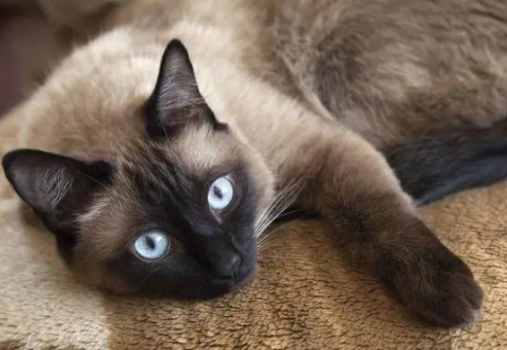 史上最能生的猫咪 史上最能生的猫咪