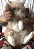 猫咪跳海草舞翻车!主人怒摔手机,笑翻~ 猫咪跳海草舞翻车!主人怒摔手机,笑翻~