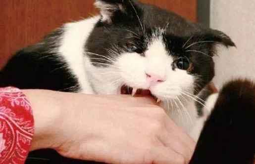 猫长大了爱咬人怎么办 猫长大了爱咬人怎么办