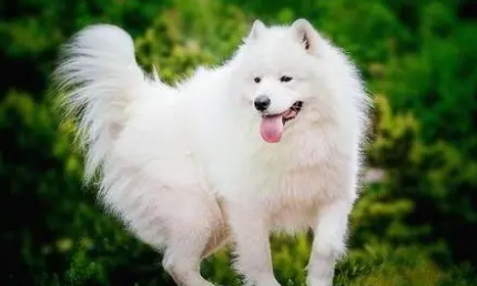 白狗品种有哪些大型犬种 白狗品种有哪些大型犬种