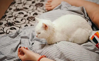 为什么猫咪晚上不和主人睡觉