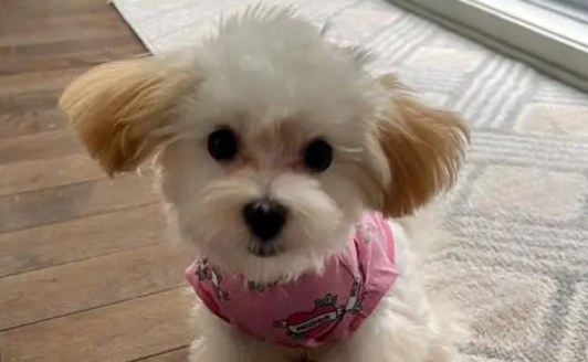 马尔泰犬是什么品种?来看看它的优缺点吧 马尔泰犬是什么品种?来看看它的优缺点吧