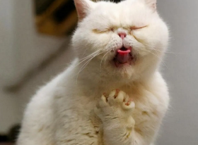猫咪老是一抽一抽的干呕
