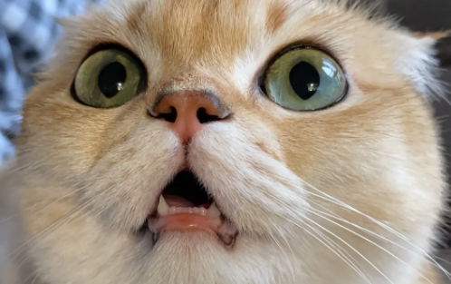 猫咪生产为什么张嘴呼吸不停 猫咪生产为什么张嘴呼吸不停