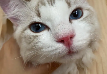 猫鼻子很软是怎么回事
