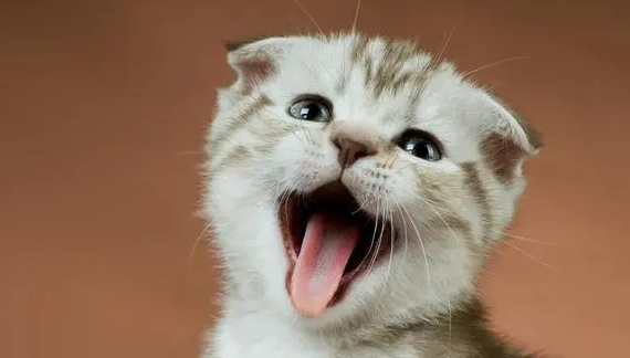 猫咪叫声会变是怎么回事