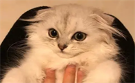 为什么早晨猫咪会叫个不停