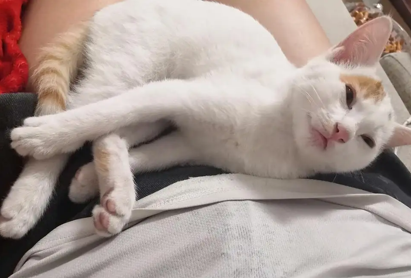 猫为什么喜欢睡在主人腿中间