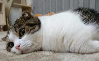 猫咪为什么瞪着主人睡觉