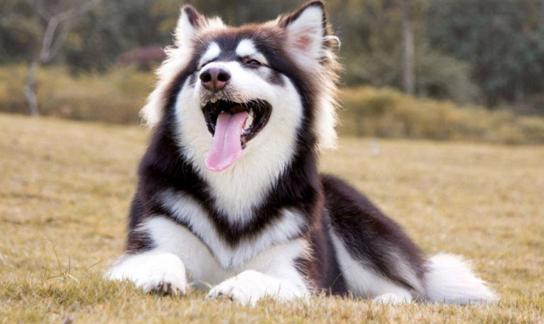 阿拉斯加犬洗澡用什么洗?什么工具适合它? 阿拉斯加犬洗澡用什么洗?什么工具适合它?