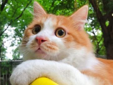 猫绝育会发腮是什么意思 猫绝育会发腮是什么意思