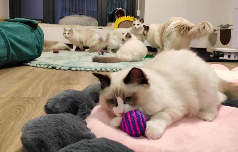 宠物猫寄养怎么收费