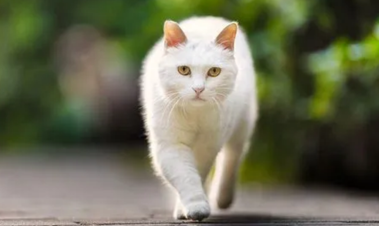 猫咪脚为什么不敢着地走路 猫咪脚为什么不敢着地走路
