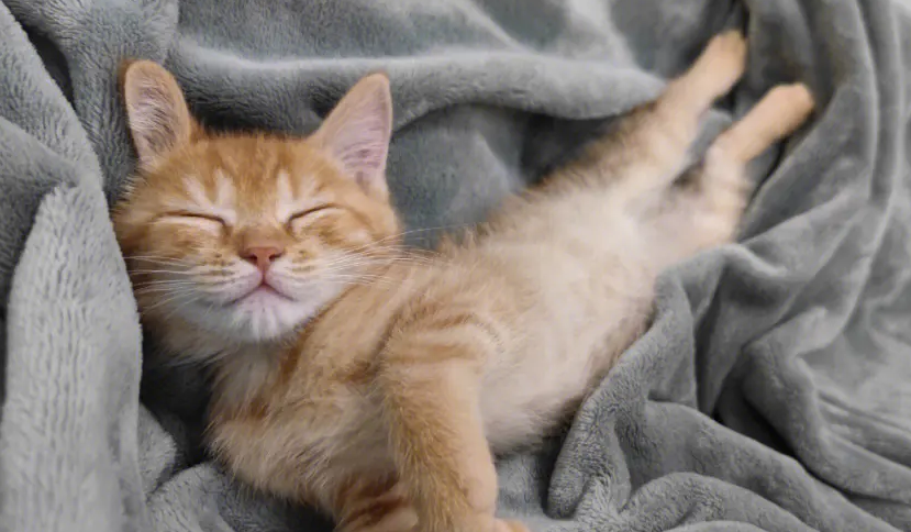 猫咪为什么多睡觉的原因 猫咪为什么多睡觉的原因