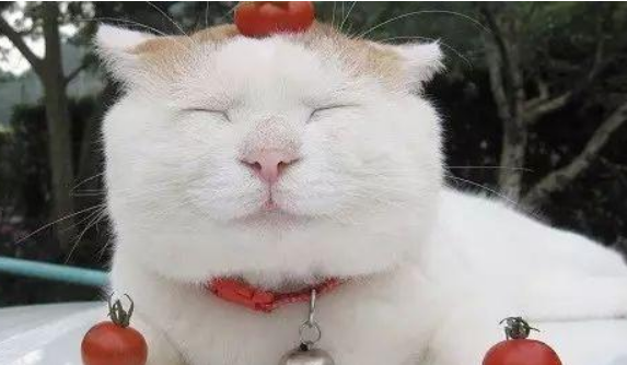世界上有会笑的猫吗