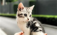 什么猫长不大一直很小