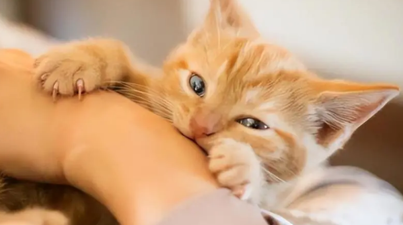 猫突然挠人是为什么