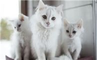 猫咪喜欢占地盘是什么原因