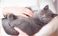 养猫必备物品