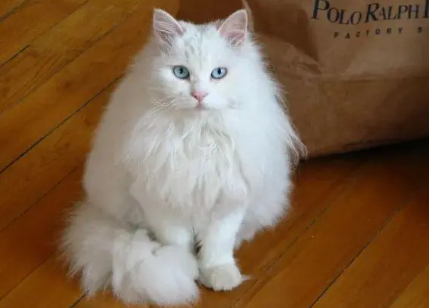 白毛长毛猫有哪些品种的