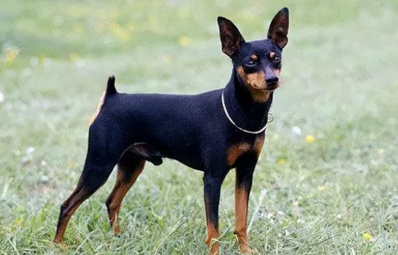 小鹿犬的缺点？看完你还想养吗