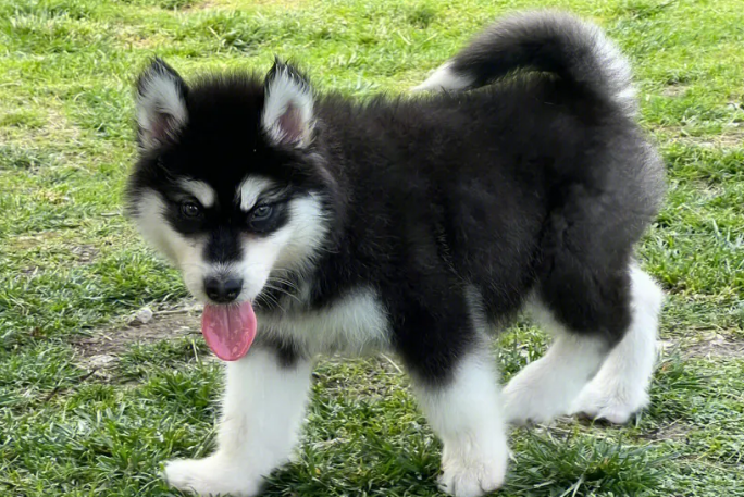 萌宠小知识：阿拉斯加幼犬能喝水吗？