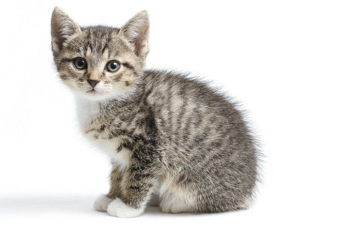 杀死猫的方法 杀死猫的方法