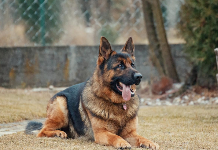 眉山哪里有犬舍