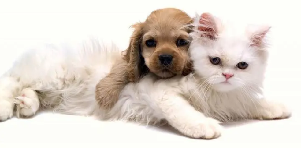 猫喜欢狗吗